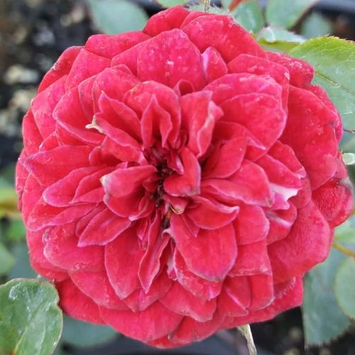 Vendita, rose rose tappezzanti - rosso - Rosa Mauve™ - rosa dal profumo discreto - PhenoGeno Roses - ,-